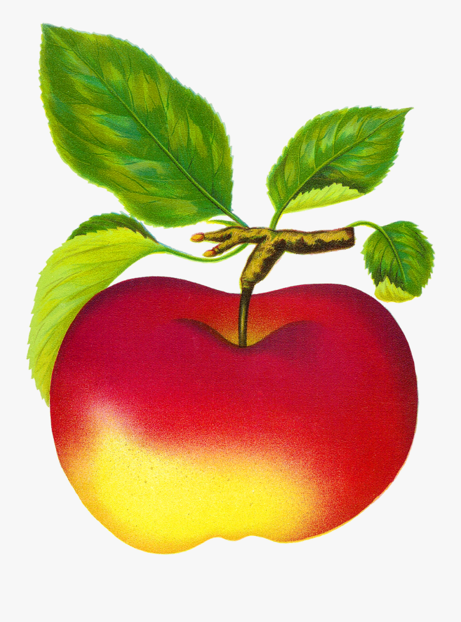 Fruit Clip Art, Transparent Clipart