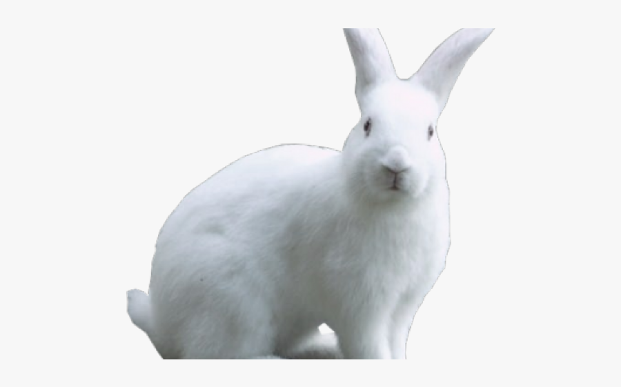 Arctic Hare Clipart Transparent - Domestic Rabbit, Transparent Clipart