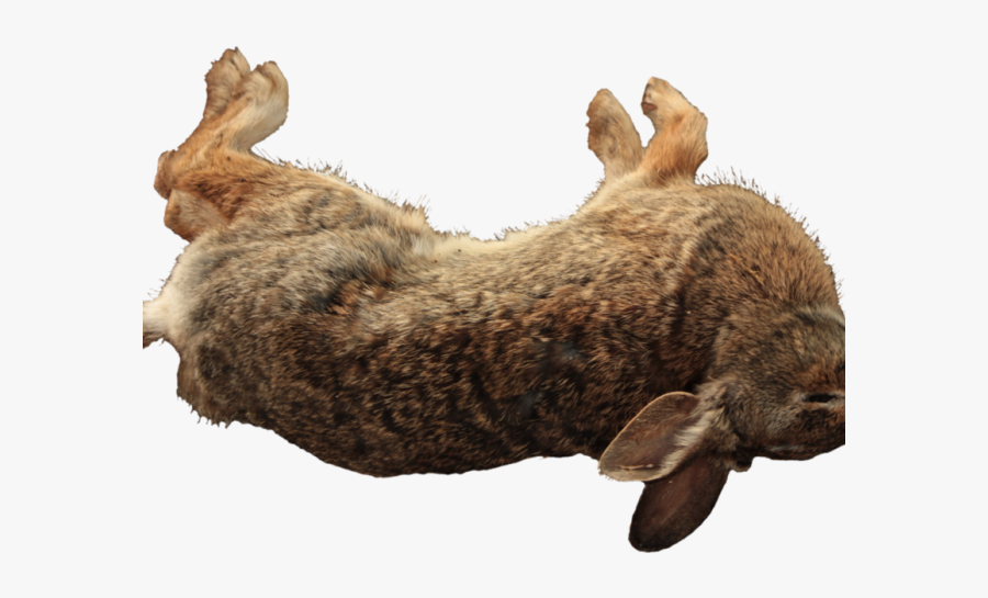Hare Clipart Dead Rabbit - Dead Rabbit Png, Transparent Clipart