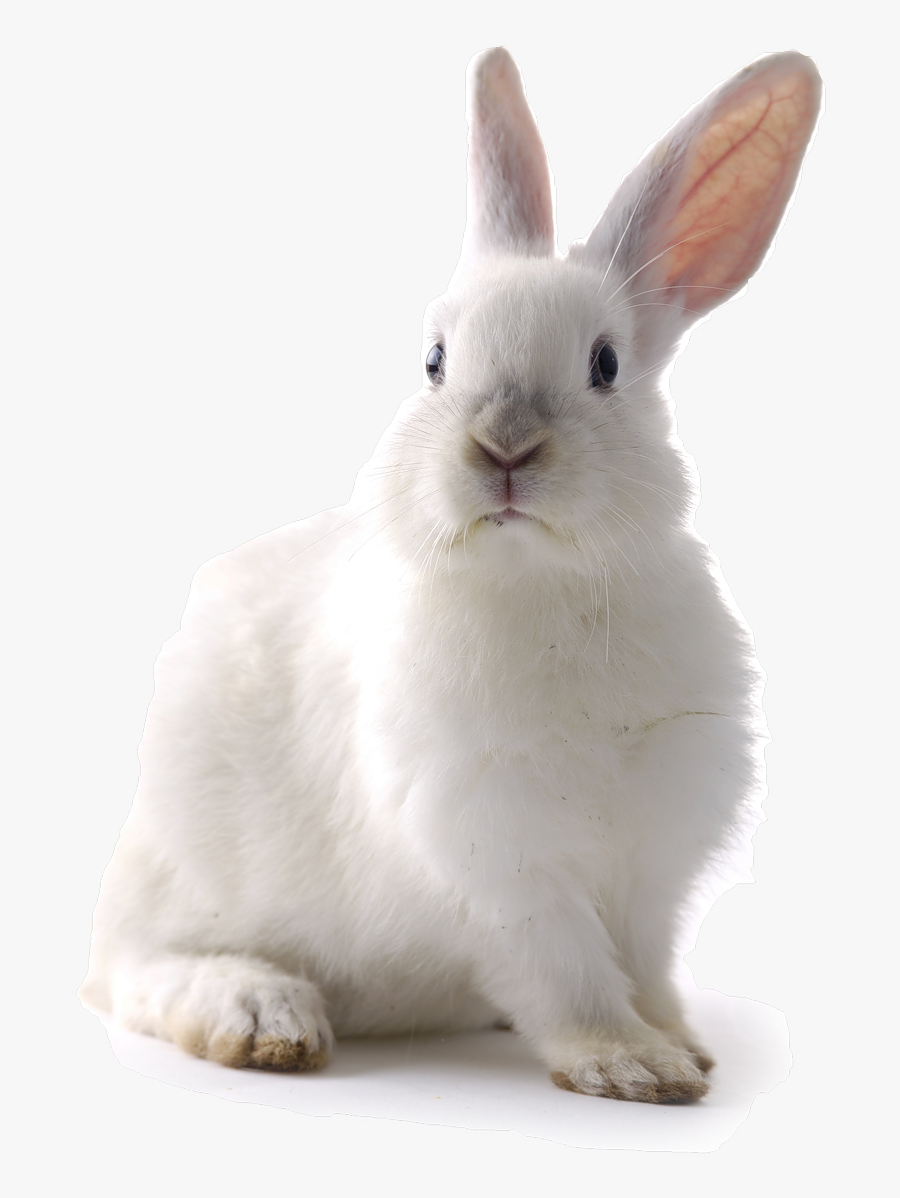 Transparent Background White Rabbit Png, Transparent Clipart