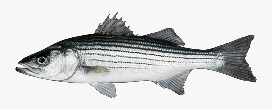 Marlin Clipart Striped Bass - Striper Bass, Transparent Clipart