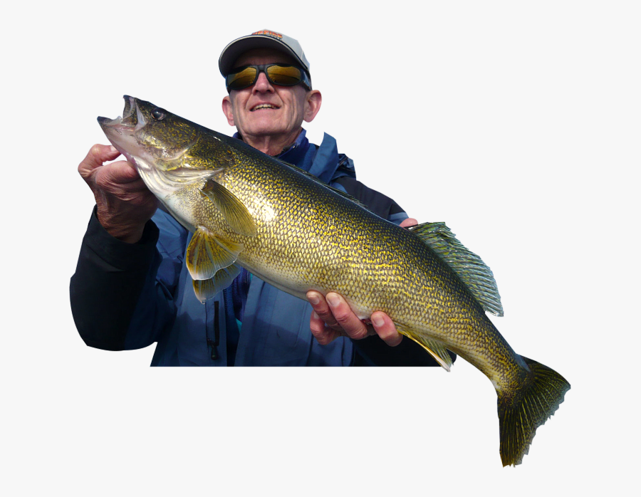 Transparent Walleye Fish Clipart - Bass, Transparent Clipart
