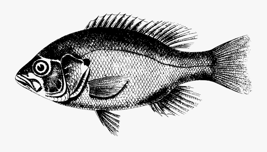 Perch,tilapia,seafood - Fish Pictures Black And White, Transparent Clipart
