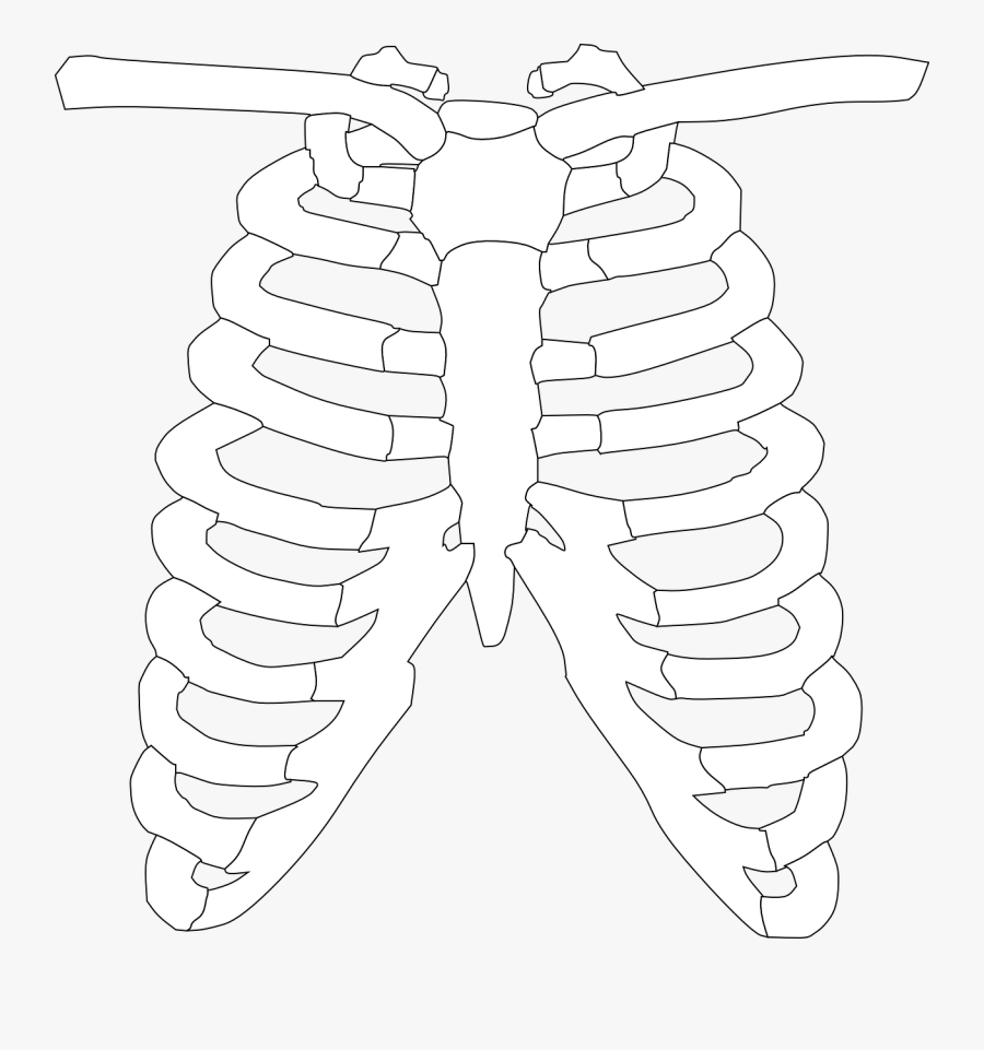 Clipart Of X Ray, Transparent Clipart