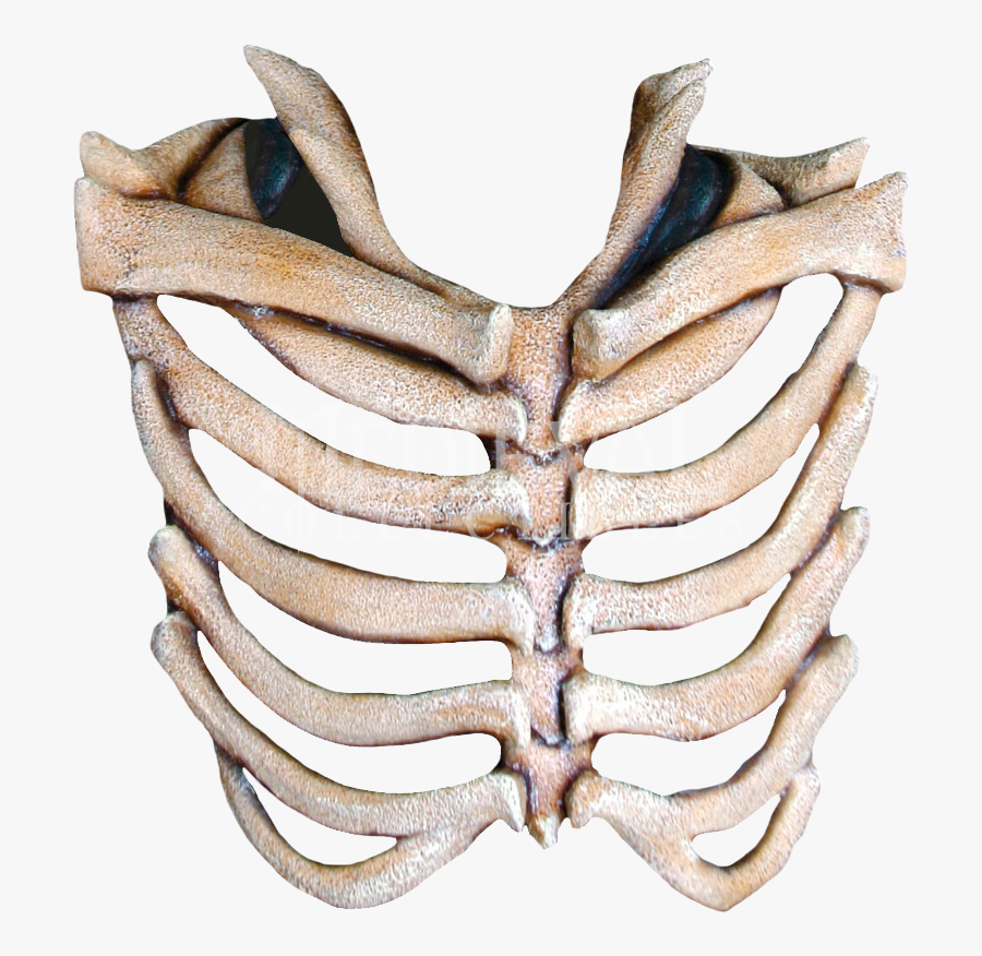 Rib Cage Free Download Png - Transparent Rib Cage Png, Transparent Clipart