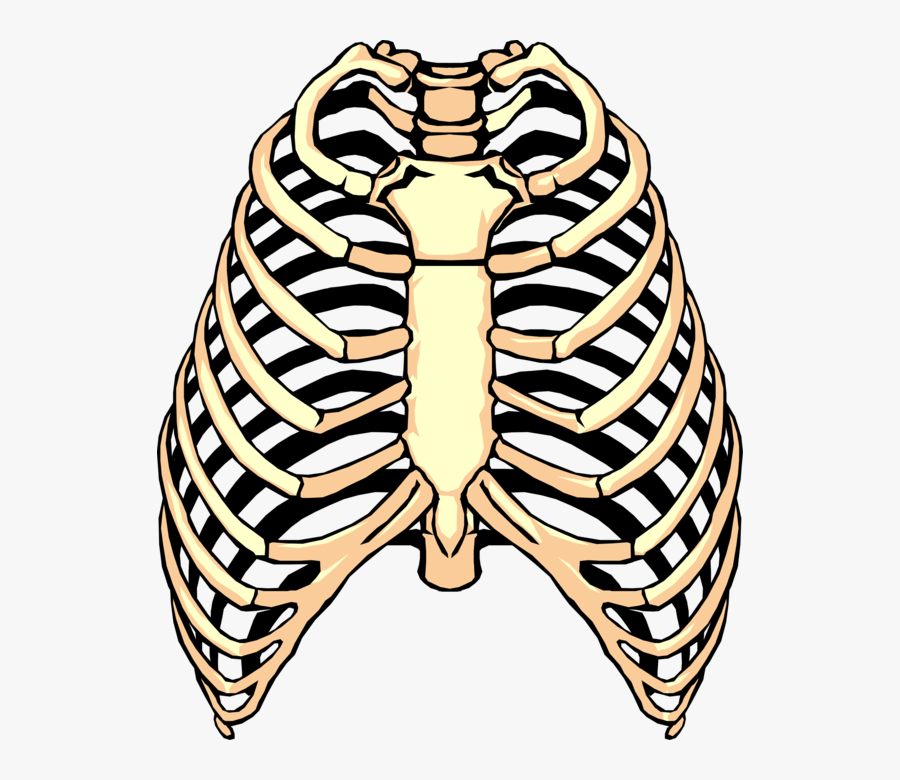 Vector Illustration Of Human Rib Cage - Rib Clipart, Transparent Clipart
