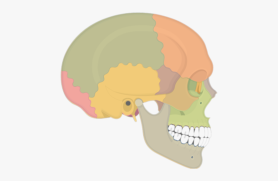 Clip Art Structure Of The Ribcage - Sutures Of The Skull, Transparent Clipart