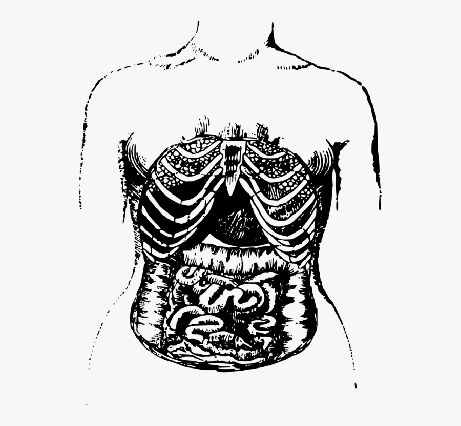 Visual Arts,head,art - Drawing Guts And Intestines, Transparent Clipart