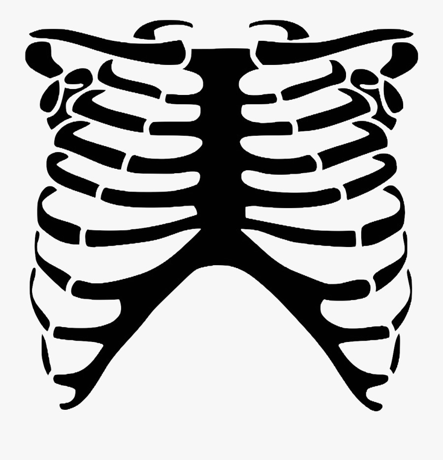 Rib Cage Human Skeleton Skull Bone - Human Rib Png, Transparent Clipart
