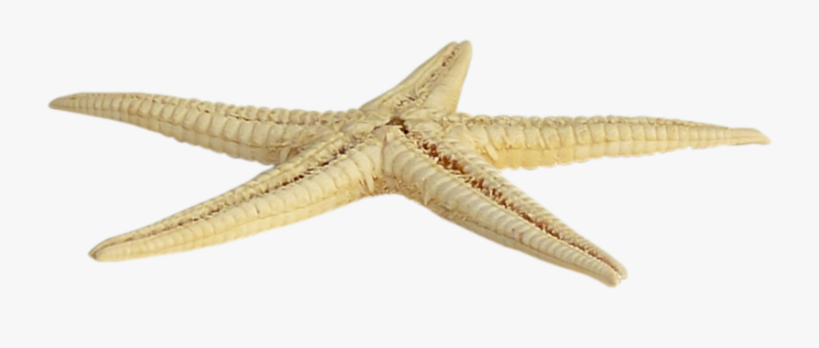 Морская Звезда Пнг, Transparent Clipart