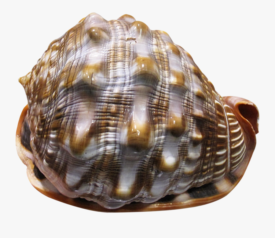 Conch, Transparent Clipart