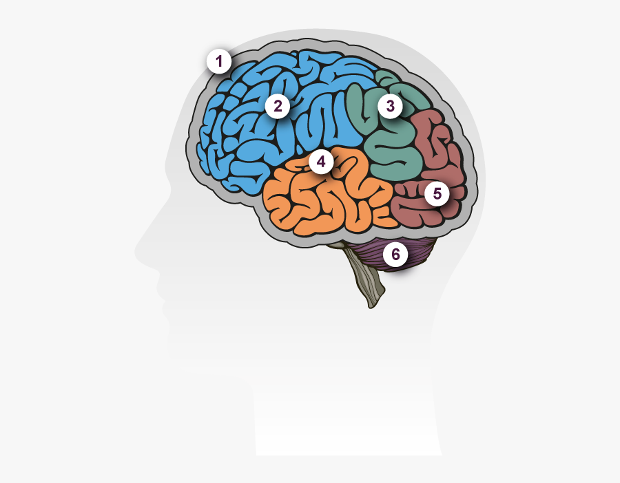 Brain Tour - Cérebro Humano Vetor, Transparent Clipart