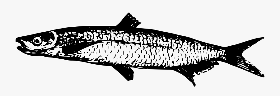 Lake Tanganyika Fish Drawing Walleye - Fish, Transparent Clipart