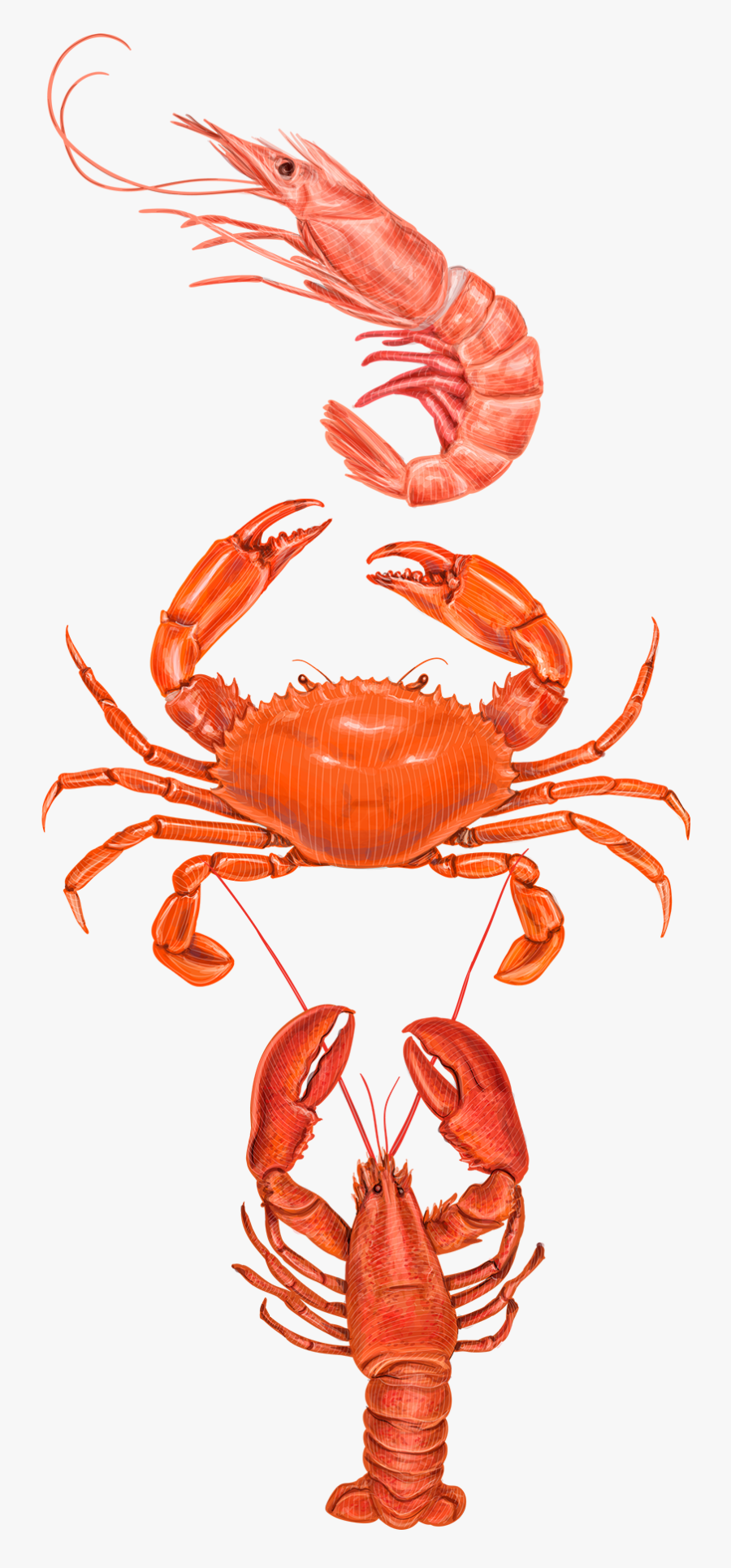 Types Of Crabs In The Philippines, Transparent Clipart