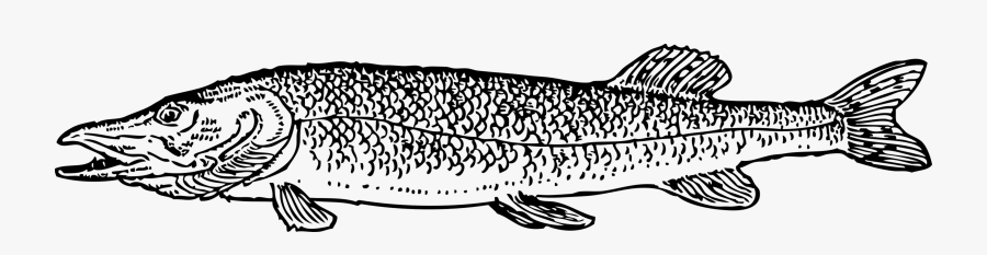 Art,monochrome Photography,carnivoran - Pike Clipart, Transparent Clipart
