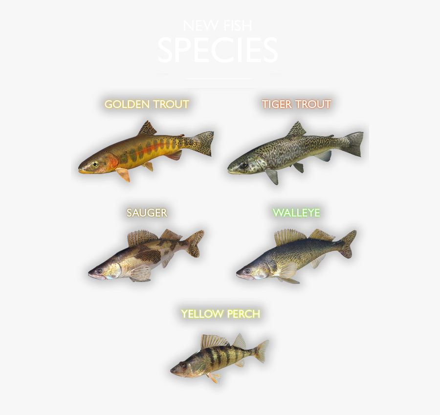 Trout, Transparent Clipart