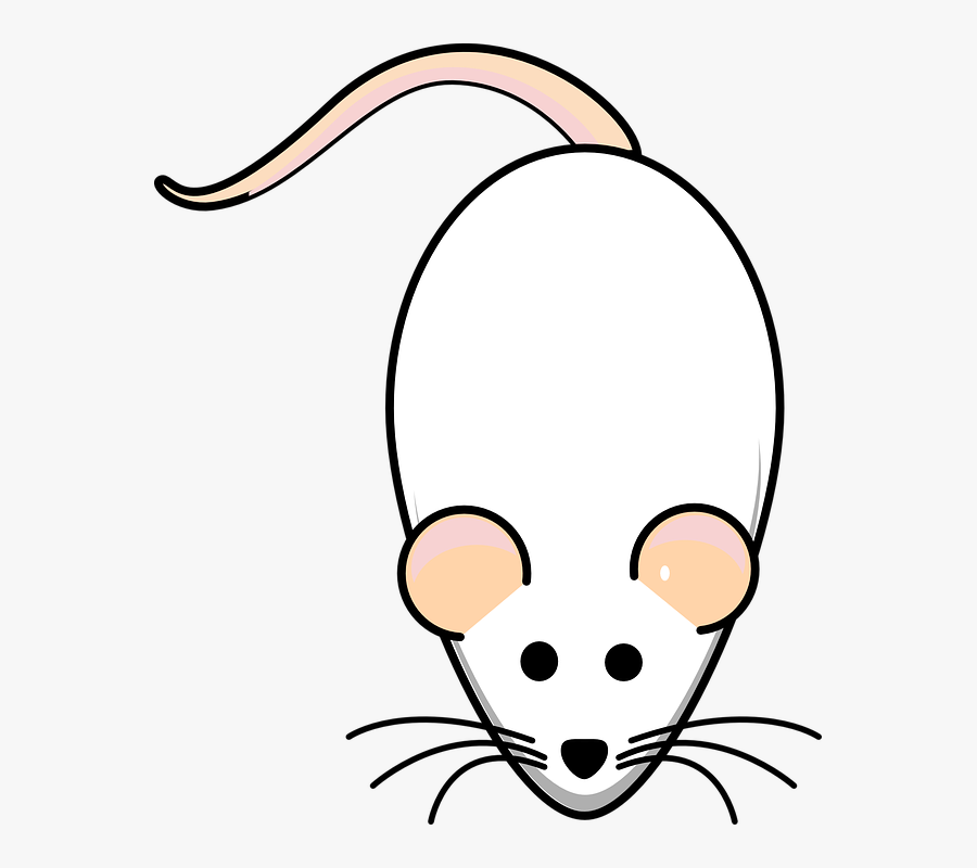 Tikus Putih Vector, Transparent Clipart