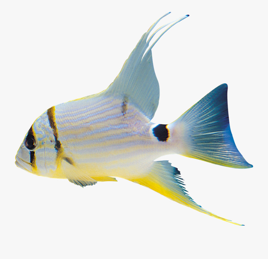 White Fish Clipart Png - Png Format Fish Transparent Png, Transparent Clipart