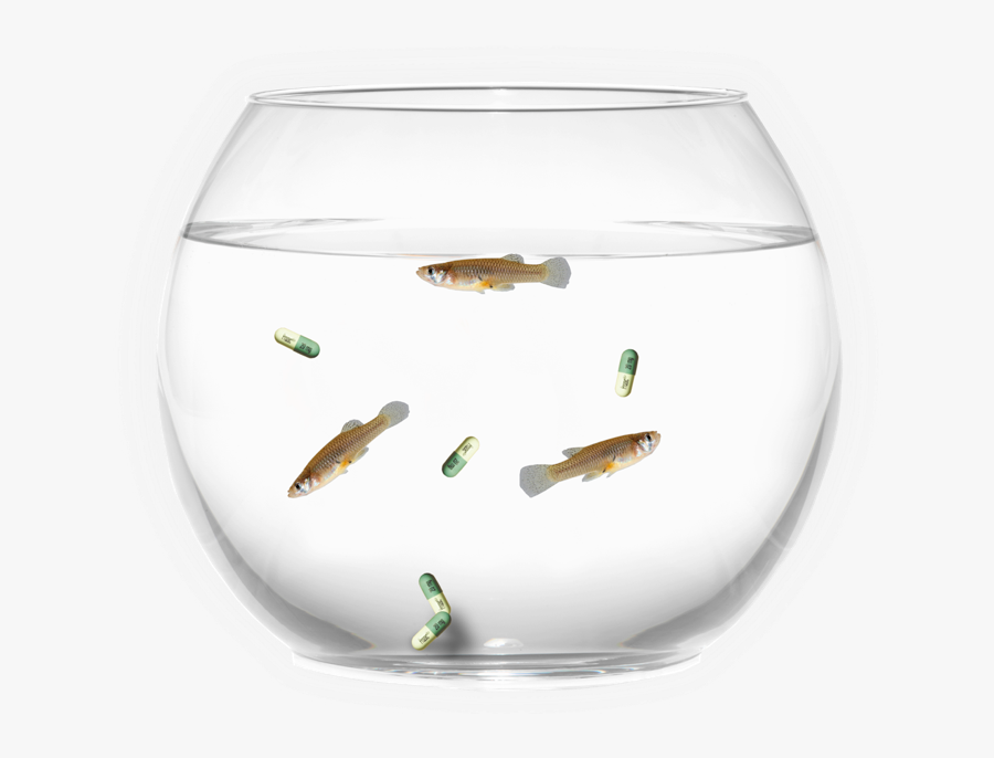 Fish Bowl - Aquarium - Wine Glass, Transparent Clipart