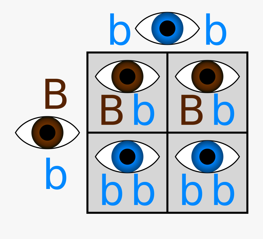 Population Biology Visionlearning Blue - Punnett Square Eye Color Brown And Blue, Transparent Clipart