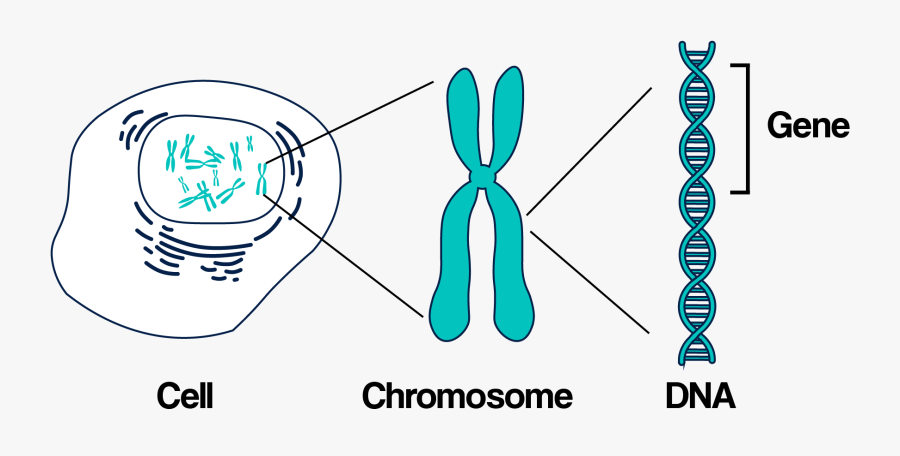 Dna Chromosomes Genes, Transparent Clipart