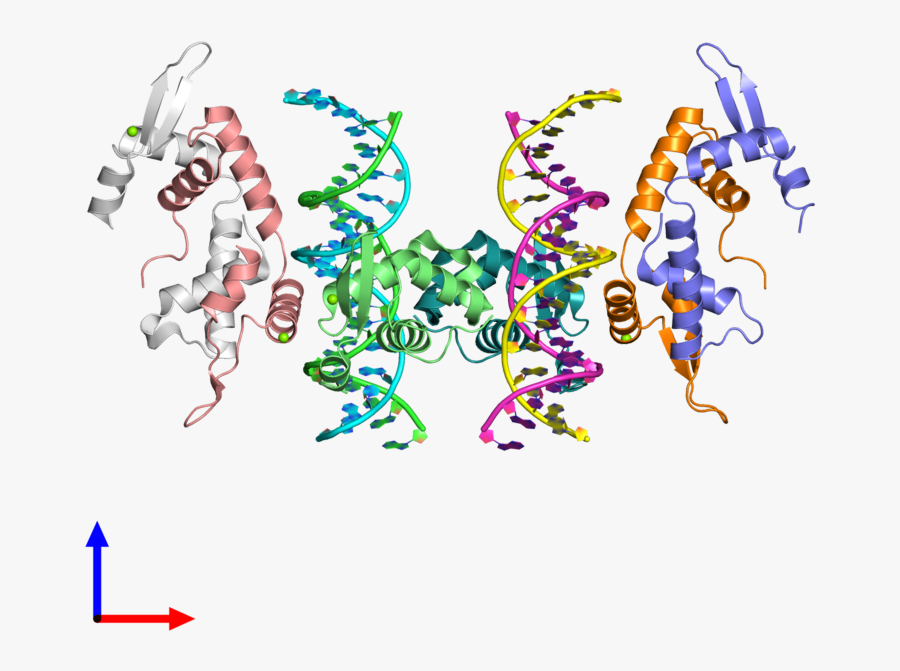 Dna Clipart Macromolecule - Foxp2, Transparent Clipart