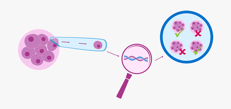 Preimplantation Genetic Testing Pgt, Transparent Clipart