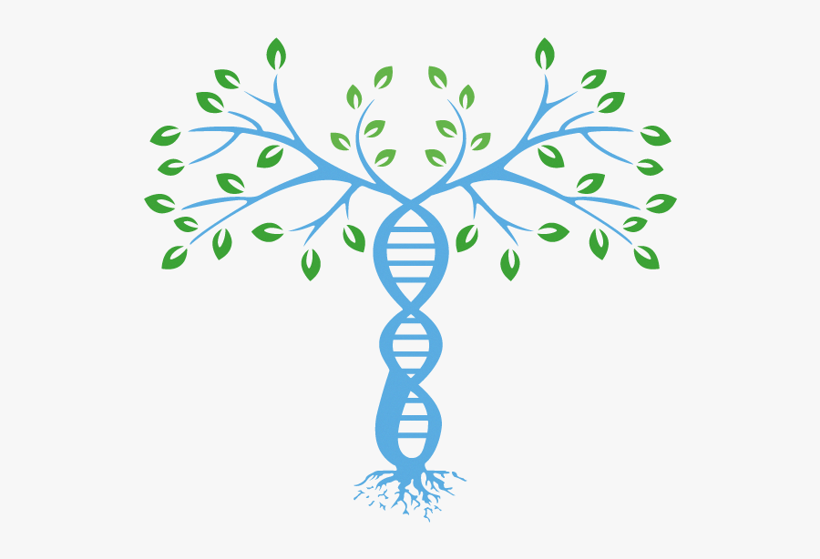 Bode Dna, Transparent Clipart