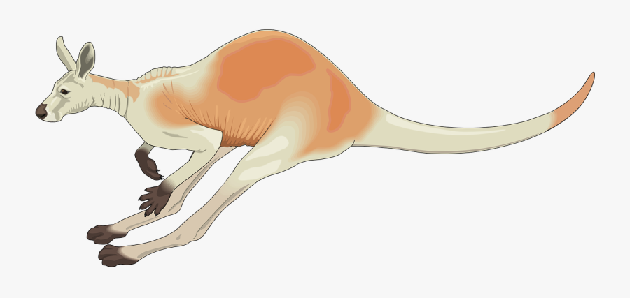 Jumping Kangaroo Clipart, Transparent Clipart