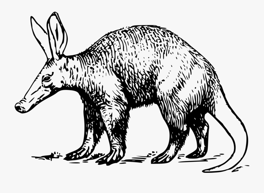 Aardvark - Aardvark Clipart Black And White, Transparent Clipart