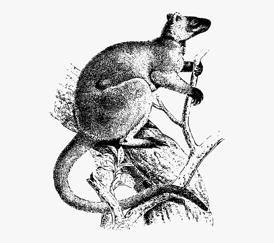 Animal, Arboreal, Australia, Guinea, Kangaroo Tree Kangaroo Drawing