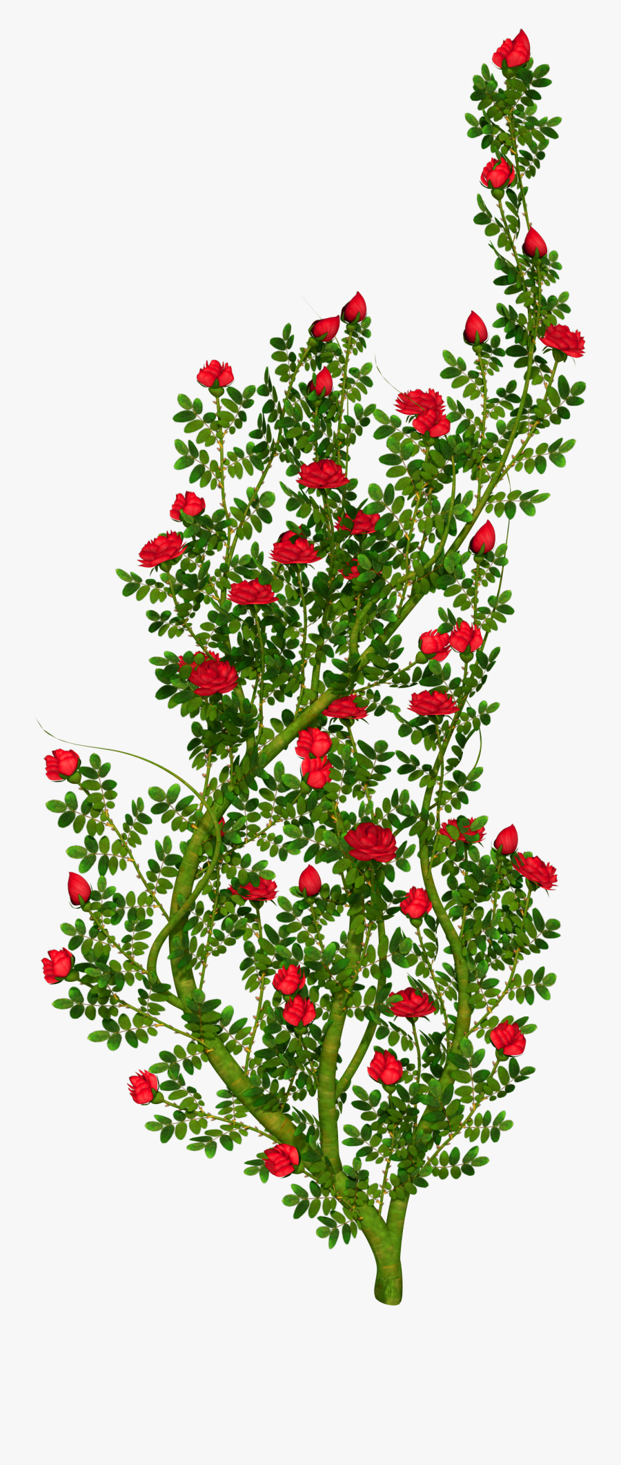 Shrub Clipart Rose Plant - Transparent Rose Bush Png, Transparent Clipart