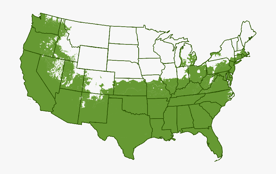 Clip Art Superior Evergreen Trees Landscaping - West Hartford Connecticut Map, Transparent Clipart