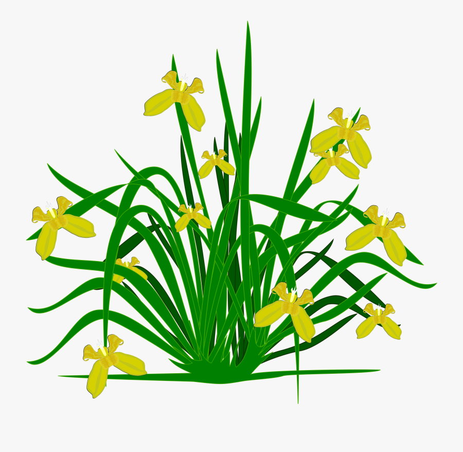Shrub Clipart Flower - Clipart Pictures Of Plants, Transparent Clipart