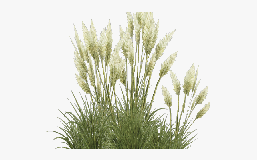 Shrub Clipart Overgrown Grass - Ornamental Transparent Grass Png, Transparent Clipart