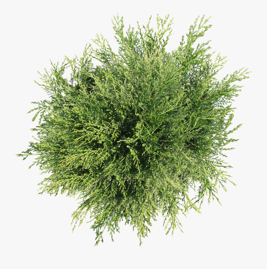 Plant Top Tree Shrub View Free Download Png Hd Clipart - Shrubs Png Top