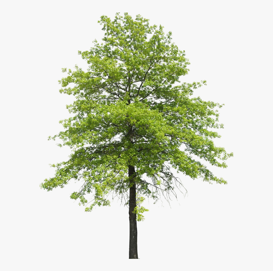 Plant Shrub Transpiration Nature Tree Arboles Clipart - Arboles Sin Fondo Para Photoshop, Transparent Clipart