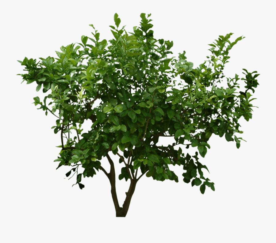 Small Bush Clipart - Beach Bush Png, Transparent Clipart
