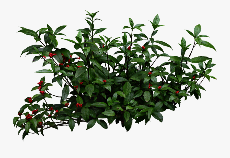 Clipart Wallpaper Blink - Shrubs Png, Transparent Clipart