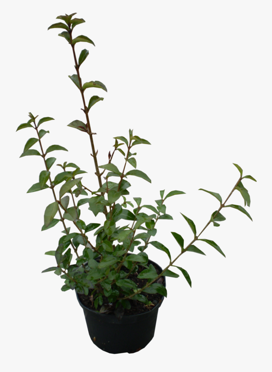 Plants Ovalifolium Garden Periwinkle Ligustrum Shrub - Futónövény Png, Transparent Clipart