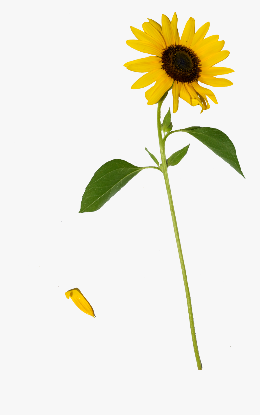 Portable Network Graphics, Transparent Clipart