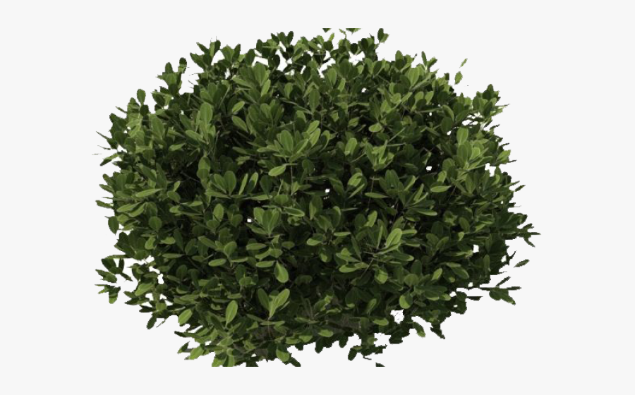 Transparent Background Bushes Png, Transparent Clipart