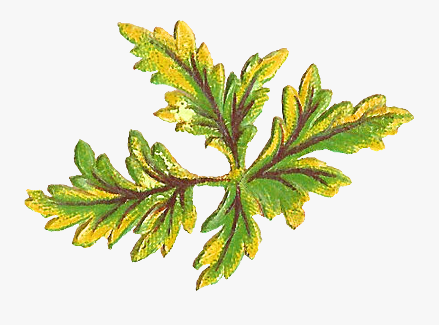 Shrub Clipart, Transparent Clipart