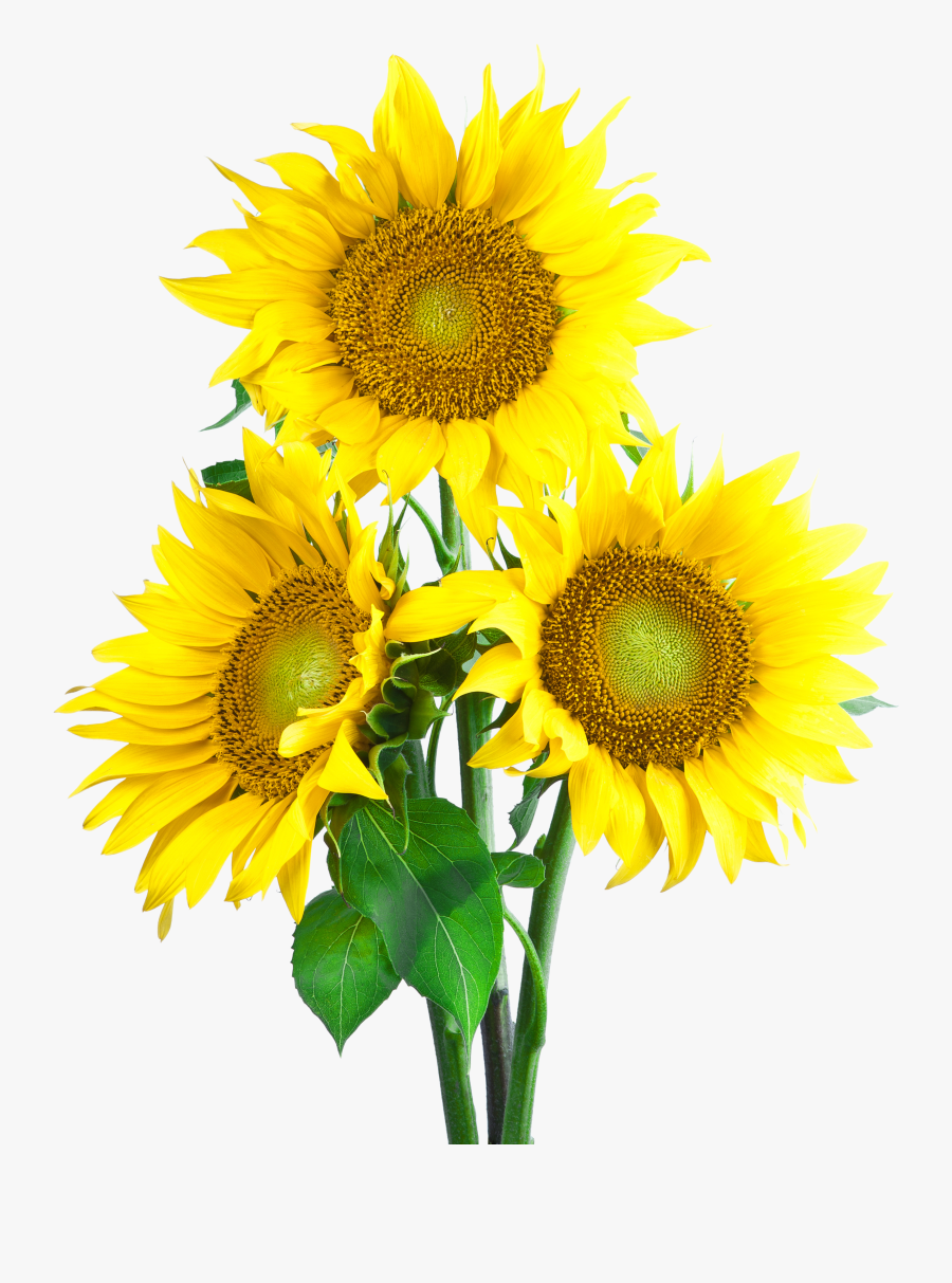 Sunflower Clipart Free, Transparent Clipart