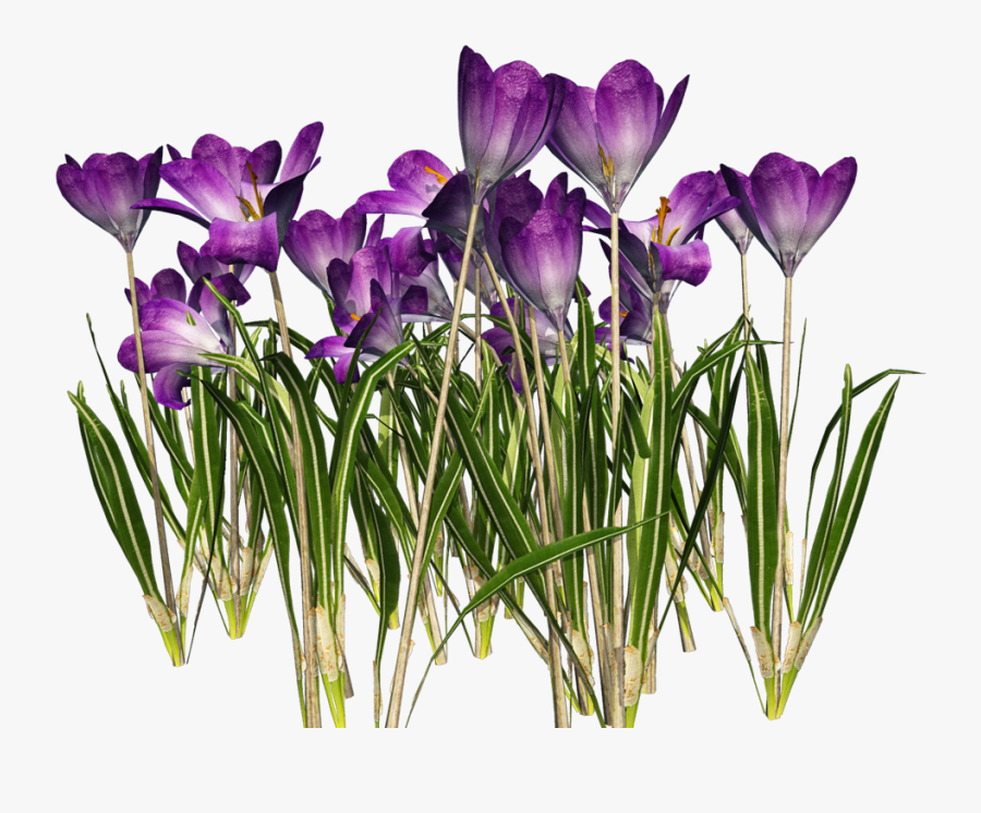 May Flower Clipart, Transparent Clipart