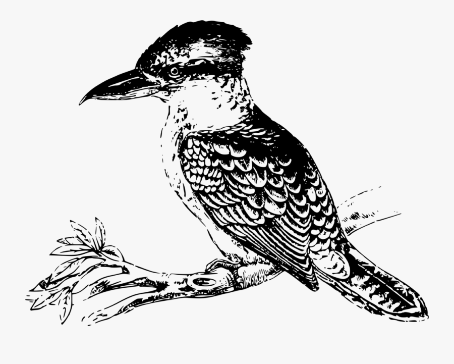 Line Art,wildlife,monochrome - Kookaburra Black And White Transparent, Transparent Clipart