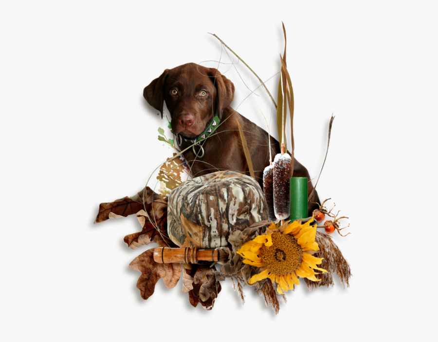 Transparent Group Of Pets Clipart - Dog Catches Something, Transparent Clipart