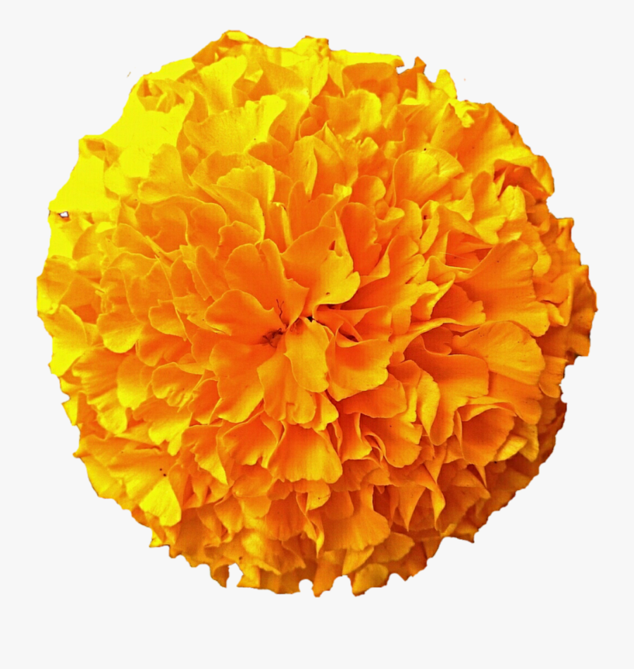 Transparent Pompom Png - Flor De Cempasúchil Dibujo, Transparent Clipart