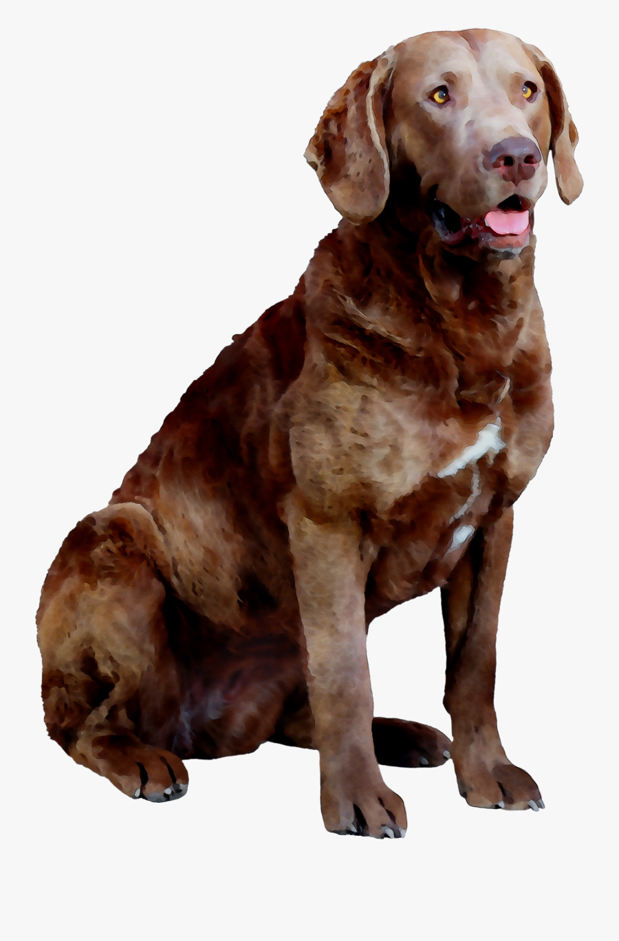 Labrador Hunting Chesapeake Breed Dog Bay Companion - Dog Yawns, Transparent Clipart