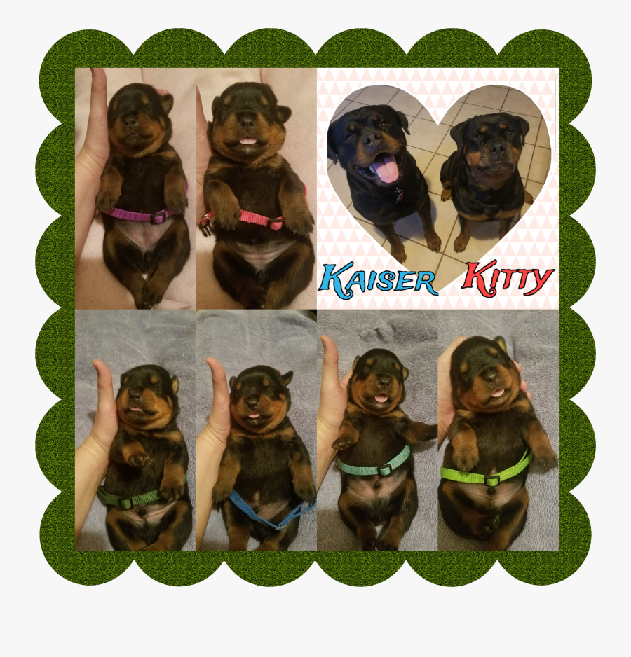 Transparent Rottweiler Png - Dachshund, Transparent Clipart